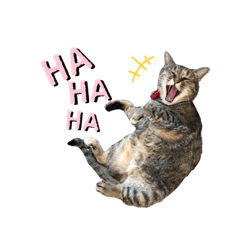 [LINEスタンプ] 愉快なにゃんこたち②