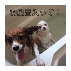 [LINEスタンプ] 家の中で使用するチャッピーとアリス