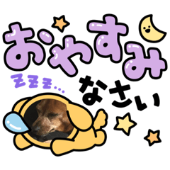 [LINEスタンプ] しーちゃんりんたんのスタンプ‎1