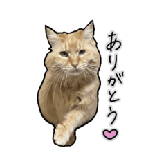 [LINEスタンプ] 我が家のマイペース猫