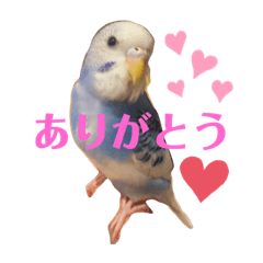 [LINEスタンプ] インコのはみごろー