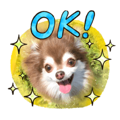 [LINEスタンプ] ちわわ！