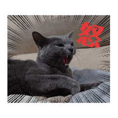 [LINEスタンプ] らいゆず