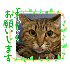 [LINEスタンプ] ムツとナナと仲間達