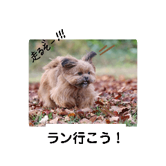 [LINEスタンプ] タヌ君日常スタンプ