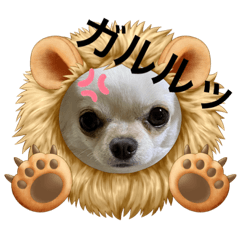 [LINEスタンプ] まりもは垂れ耳チワワ