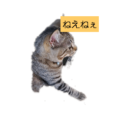 [LINEスタンプ] ぐくのつぶやき