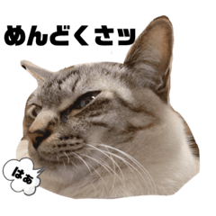 [LINEスタンプ] むーたんりーたん