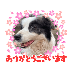 [LINEスタンプ] メイのお友達ロクちゃん☘