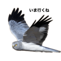 [LINEスタンプ] 野鳥 510