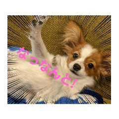 [LINEスタンプ] パピヨンのマロンちゃん
