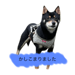 [LINEスタンプ] 豆柴の杏子