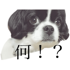 [LINEスタンプ] 渡辺家の犬たち①