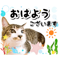 [LINEスタンプ] ファニーなニャンズ 2021 卒業にゃんこ1