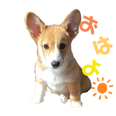 [LINEスタンプ] どろんコーギーこむぎ