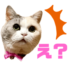 [LINEスタンプ] 三毛猫とMIX犬の日常スタンプ 文字大きめ
