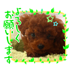 [LINEスタンプ] トイプーのこじ＆ウサギのもこ