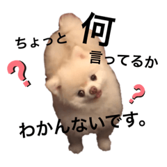[LINEスタンプ] ポメラニアンのころすけ