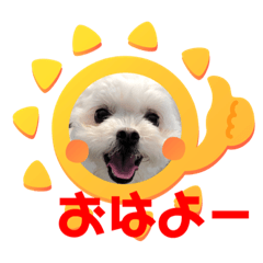 [LINEスタンプ] らんまるちゃん。③