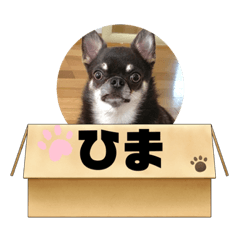 [LINEスタンプ] いつでも使えるわんわんスタンプ