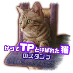 [LINEスタンプ] かつてTPと呼ばれた猫のスタンプLv2