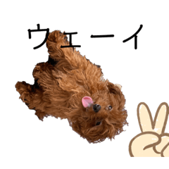 [LINEスタンプ] トイプードルのmayちゃん8