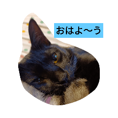 [LINEスタンプ] いつも使えるアニマルスタンプ
