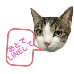 [LINEスタンプ] いろいろ使える日常ネコちょこスタンプ3