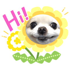 [LINEスタンプ] ロングコートチワワのミルキー
