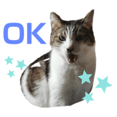 [LINEスタンプ] コロタとメイリーとピアノ時々サラン