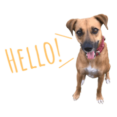 [LINEスタンプ] 保護犬ルーク