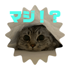 [LINEスタンプ] 猫のみらい（公開販売）