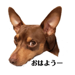 [LINEスタンプ] 可愛い犬❤️チャイ