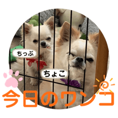 [LINEスタンプ] ちょこちぷ