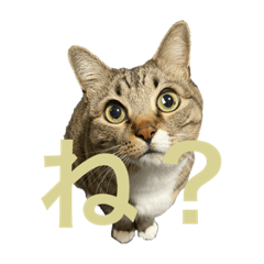 [LINEスタンプ] みねそた100%