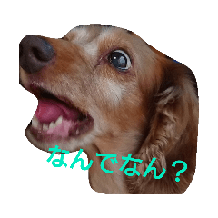 [LINEスタンプ] ちょいぽちゃダックス犬ぱーと2