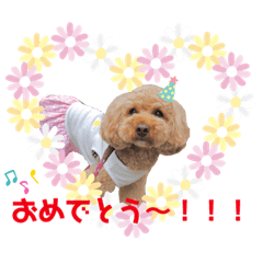 [LINEスタンプ] くーちゃんの普段使いスタンプ