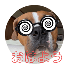 [LINEスタンプ] ピットボクサーのレオン君