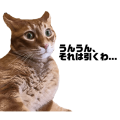 [LINEスタンプ] 言っていないけど、言っている猫