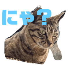 [LINEスタンプ] 猫ちゃんと一緒