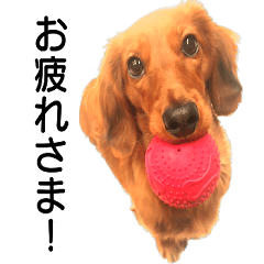 [LINEスタンプ] ミニチュアダックスフント ゆき
