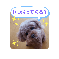 [LINEスタンプ] トイプーホルンの日常