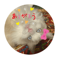 [LINEスタンプ] cat tanks