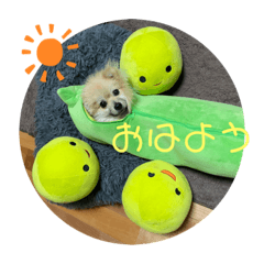 [LINEスタンプ] ポメラニアンのまめしし君
