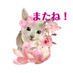 [LINEスタンプ] ロシアンブルー子猫girly実写スタンプ