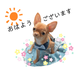 [LINEスタンプ] ちょこちゃん こんにちは