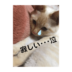 [LINEスタンプ] ひな♡かまちょ照
