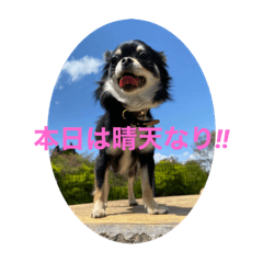 [LINEスタンプ] チワワ♡ミニチュアピンシャー