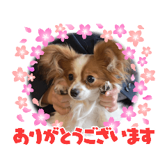 [LINEスタンプ] パピヨンのマロンちゃん2