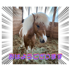 [LINEスタンプ] Horse meeee